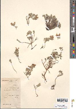 spécimen de Teucrium rotundifolium
