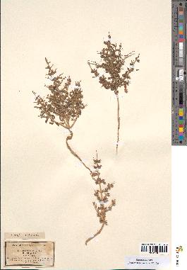 spécimen de Teucrium spinosum