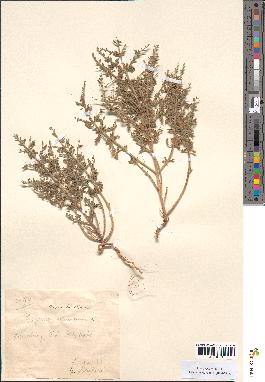 spécimen de Teucrium spinosum