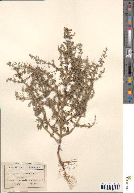 spécimen de Teucrium spinosum