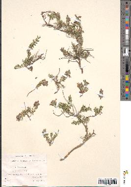 spécimen de Teucrium divaricatum