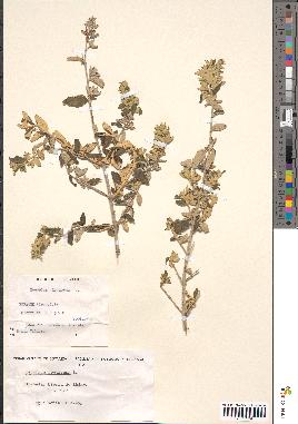 spécimen de Teucrium fruticans