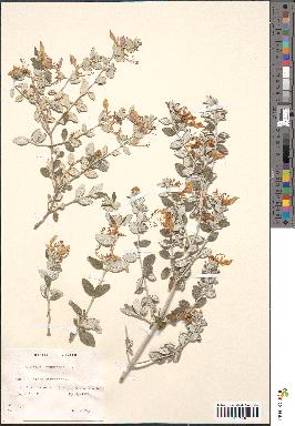 spécimen de Teucrium fruticans