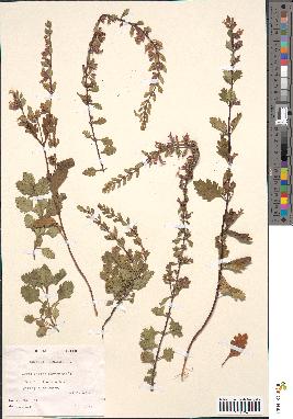 spécimen de Teucrium lucidum