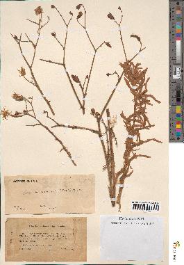 spécimen de Launaea mucronata
