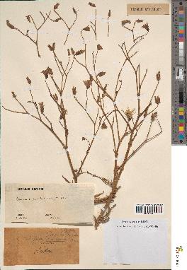 spécimen de Launaea mucronata