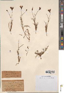spécimen de Launaea mucronata