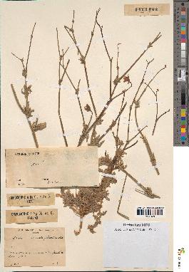 spécimen de Launaea mucronata