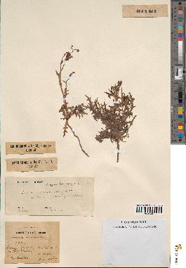 spécimen de Launaea mucronata