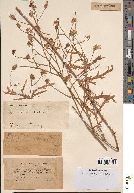 spécimen de Launaea mucronata