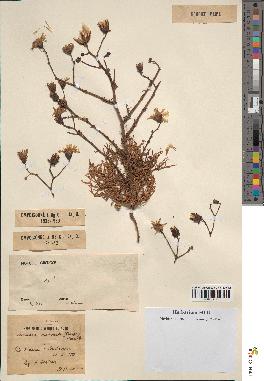 spécimen de Launaea mucronata