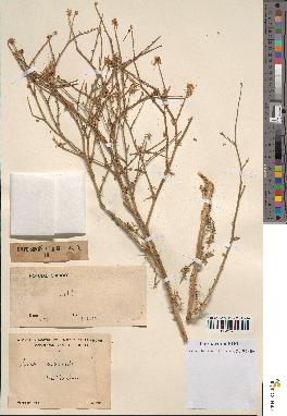 spécimen de Launaea mucronata