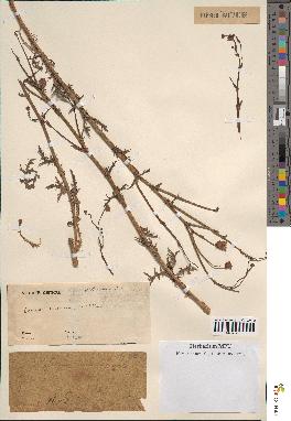 spécimen de Launaea mucronata