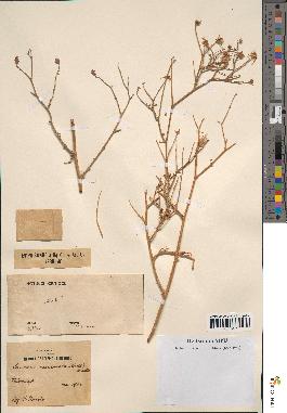 spécimen de Launaea mucronata