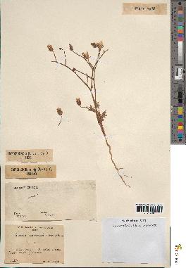 spécimen de Launaea mucronata