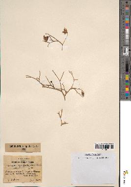 spécimen de Launaea mucronata