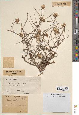 spécimen de Launaea mucronata