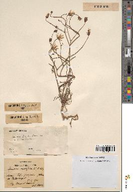 spécimen de Launaea mucronata