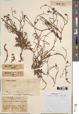 spécimen de Launaea mucronata