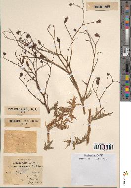 spécimen de Launaea mucronata