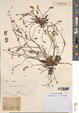 spécimen de Launaea nudicaulis