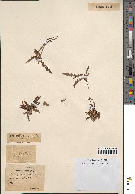 spécimen de Launaea nudicaulis