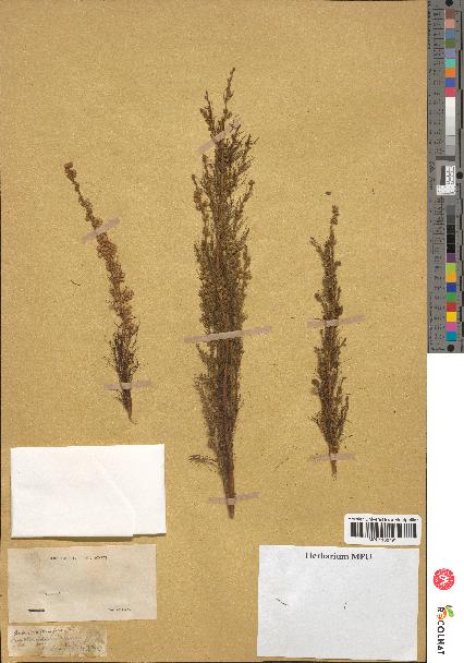 spécimen de Artemisia tenuifolia