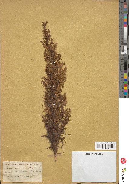 spécimen de Artemisia tenuifolia