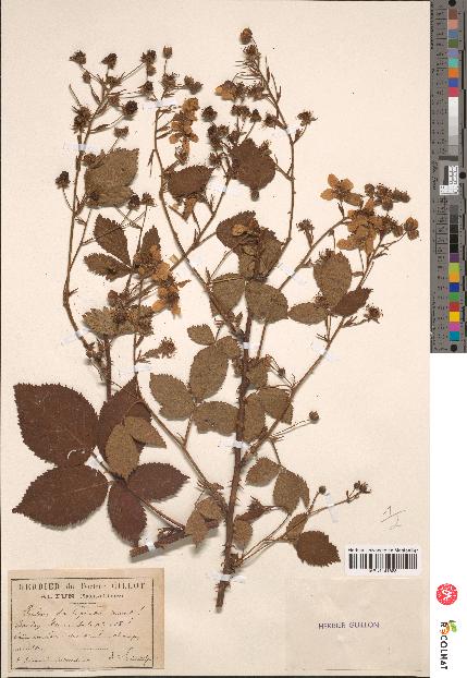 spécimen de Rubus fastigiatus