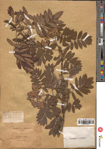 spécimen de Sorbus domestica