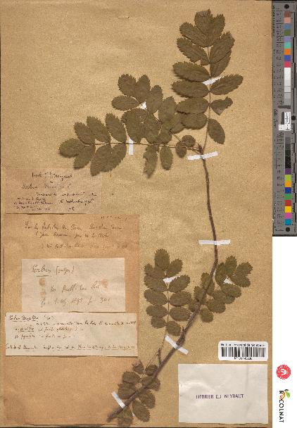 spécimen de Sorbus domestica