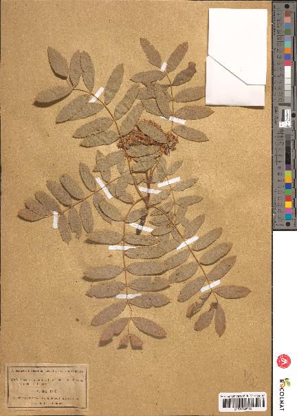 spécimen de Sorbus domestica