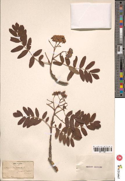 spécimen de Sorbus domestica