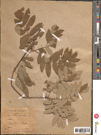 spécimen de Sorbus domestica