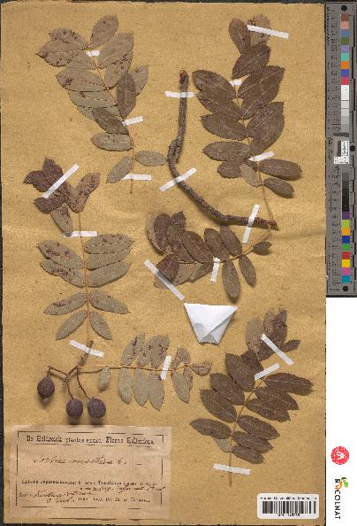 spécimen de Sorbus domestica