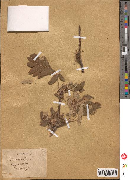 spécimen de Sorbus domestica