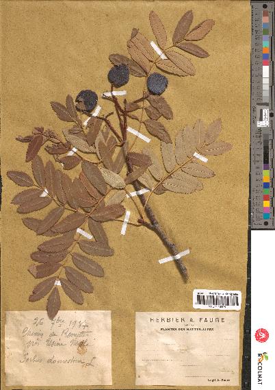 spécimen de Sorbus domestica