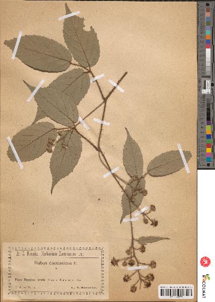 spécimen de Rubus arcticus x saxatilis