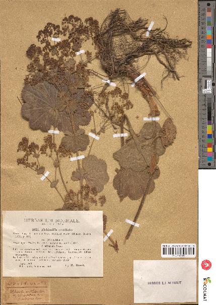 spécimen de Alchemilla acutiloba