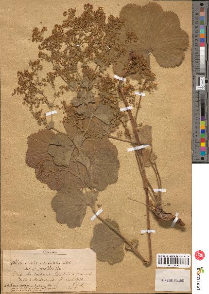 spécimen de Alchemilla acutiloba