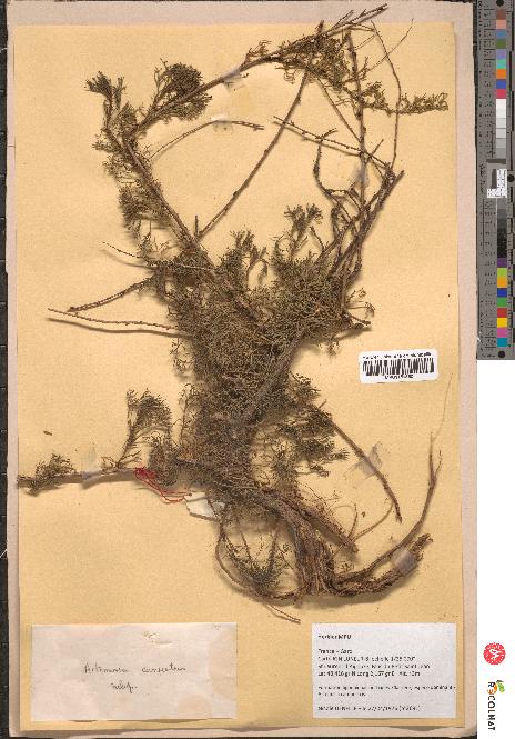 spécimen de Artemisia campestris