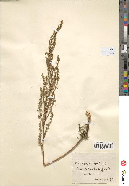 spécimen de Artemisia campestris