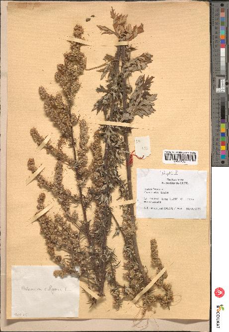 spécimen de Artemisia vulgaris