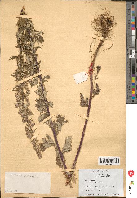 spécimen de Artemisia vulgaris