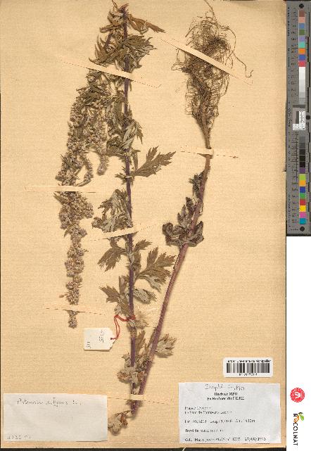 spécimen de Artemisia vulgaris