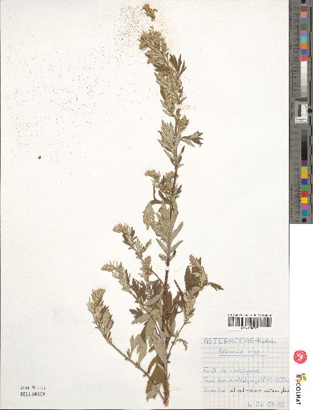 spécimen de Artemisia vulgaris