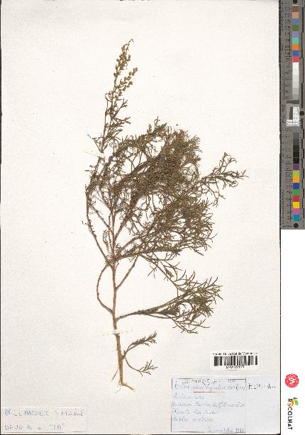 spécimen de Artemisia campestris