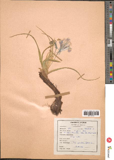 spécimen de Iris planifolia