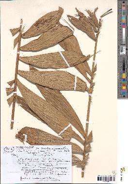 spécimen de Bactris acanthocarpoides