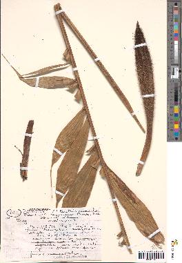 spécimen de Bactris acanthocarpoides
